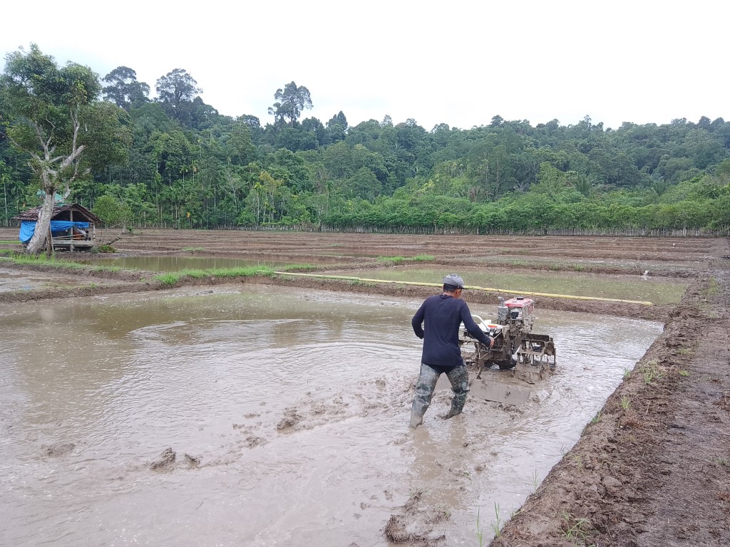 Sektor Pertanian Merupakan Sumber Ekonomi Utama Masyarakat Desa Laayon